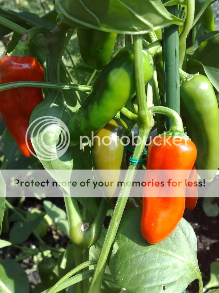 A Square Foot Gardening Example For You