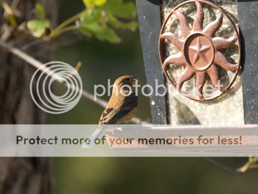 Posted Image